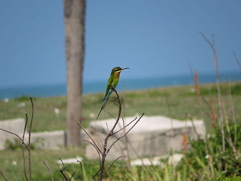 Blue-tailed Bee-eater Captured in Analaitivu, Sri Lanka. (A small island filled with birds) Bee-eater,Blue-tailed Bee-eater,Geotagged,Merops philippinus,Sri Lanka