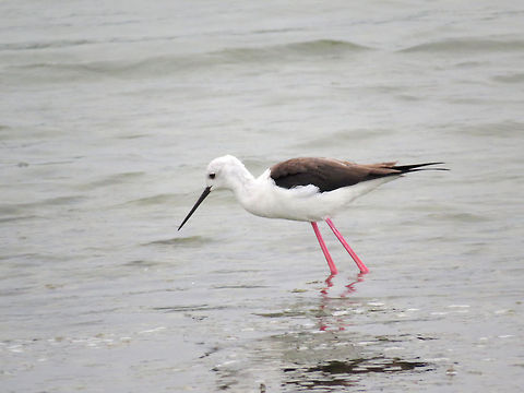Black-winged Stilt in Analaitivu, Jaffna, Sri Lanka  Black-winged Stilt,Geotagged,Himantopus himantopus,Sri Lanka