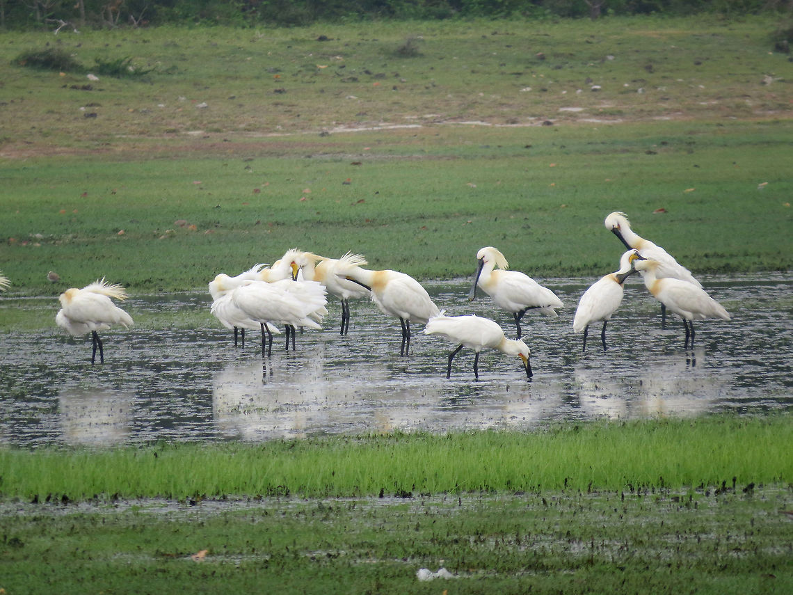 Eurasian Spoonbill in Analaitivu, Jaffna, Sri Lanka  Eurasian Spoonbill,Geotagged,Platalea leucorodia,Sri Lanka