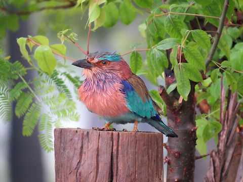 Roller in Analaitivu, Jaffna, Sri Lanka  Coracias benghalensis,Geotagged,Indian Roller,Sri Lanka,roller