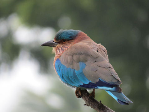 Roller in Analaitivu, Jaffna, Sri Lanka  Coracias benghalensis,Geotagged,Indian Roller,Roller,Sri Lanka