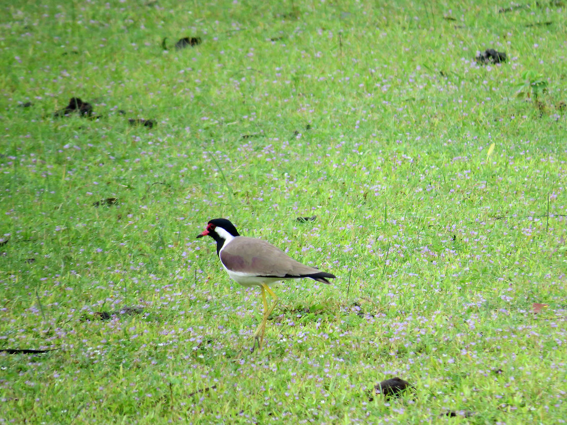 Red-wattled Lapwing in Analaitivu, Jaffna, Sri Lanka  Geotagged,Red-wattled Lapwing,Sri Lanka,Vanellus indicus