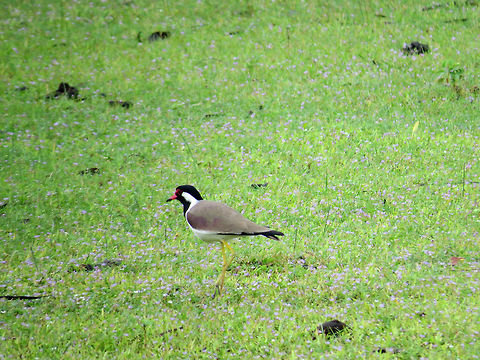 Red-wattled Lapwing in Analaitivu, Jaffna, Sri Lanka  Geotagged,Red-wattled Lapwing,Sri Lanka,Vanellus indicus