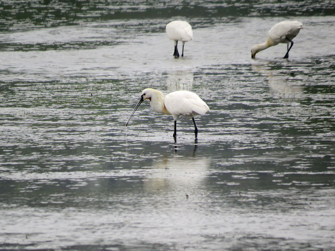 Eurasian Spoonbill in Analaitivu, Jaffna, Sri Lanka  Eurasian Spoonbill,Geotagged,Platalea leucorodia,Spoonbill,Sri Lanka,sri lanka