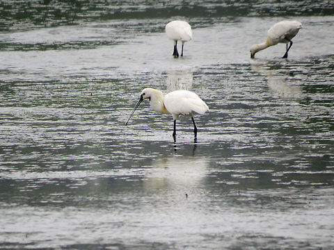 Eurasian Spoonbill in Analaitivu, Jaffna, Sri Lanka  Eurasian Spoonbill,Geotagged,Platalea leucorodia,Spoonbill,Sri Lanka,sri lanka