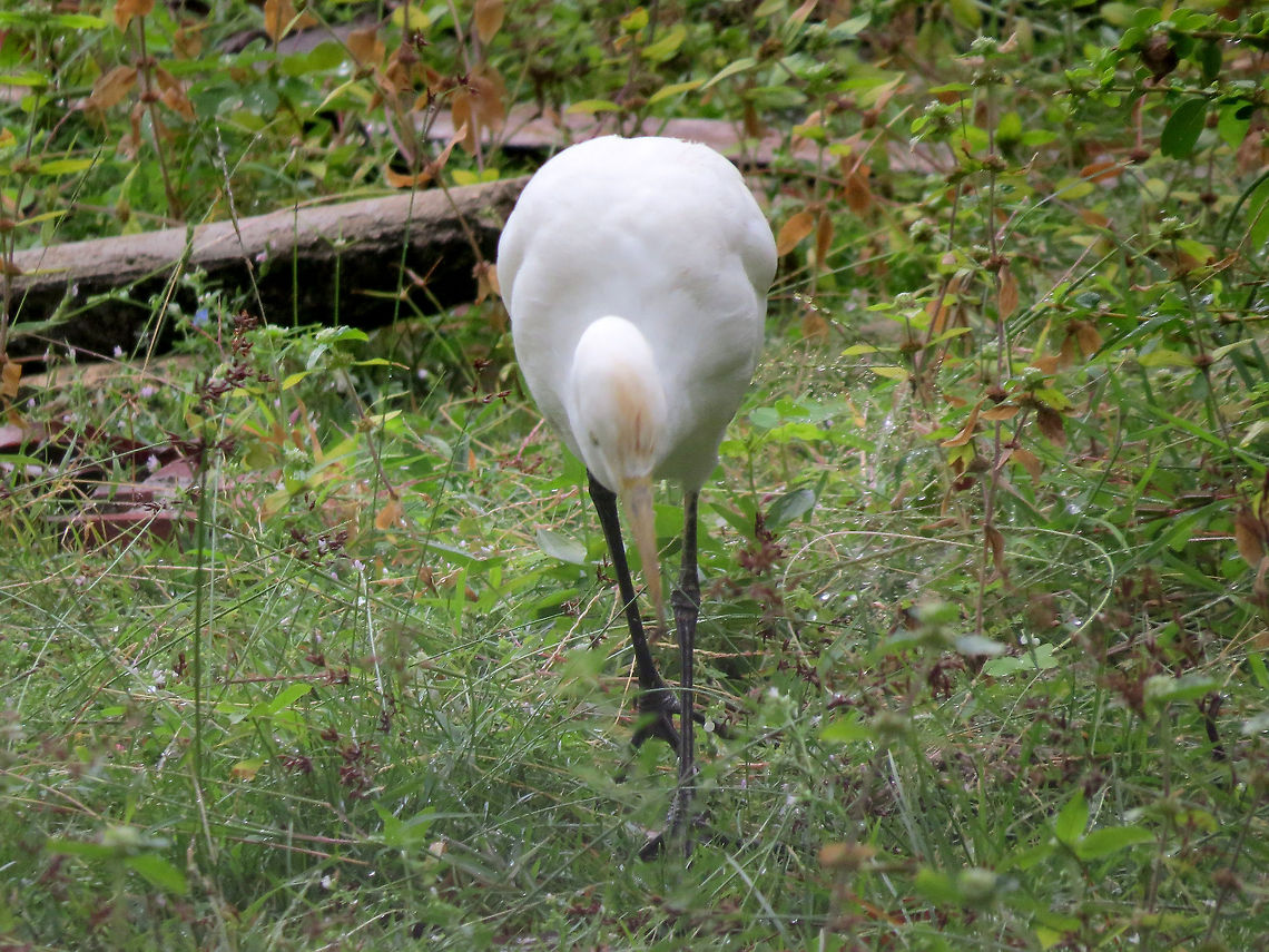 Intermediate Egret in Analaitivu, Jaffna, Sri Lanka  Egret,Geotagged,Intermediate Egret,Mesophoyx intermedia,Sri Lanka