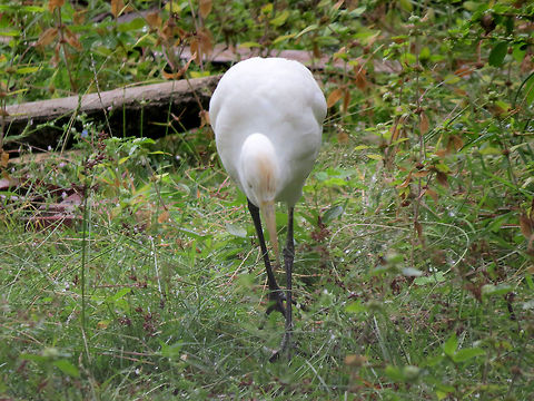 Intermediate Egret in Analaitivu, Jaffna, Sri Lanka  Egret,Geotagged,Intermediate Egret,Mesophoyx intermedia,Sri Lanka