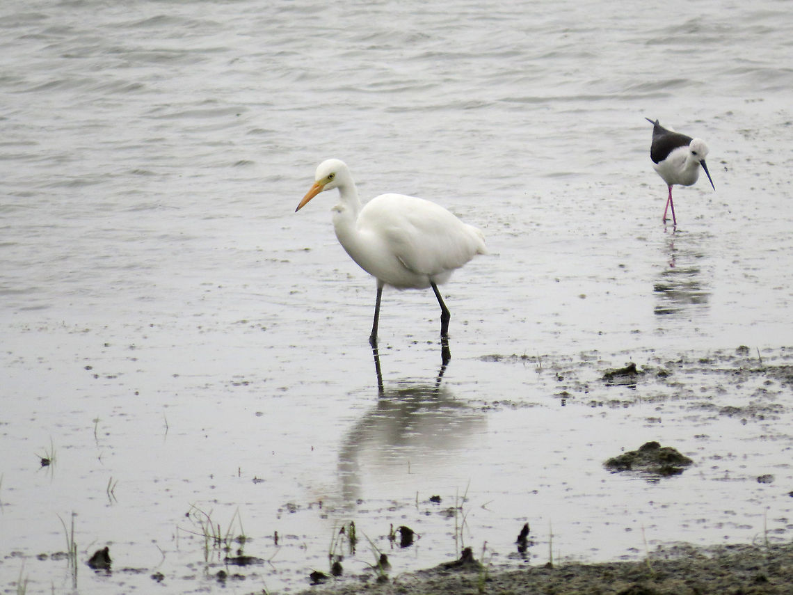Intermediate Egret & Black-winged Stilt in Analaitivu, Jaffna, Sri Lanka  Black-winged Stilt,Egret,Geotagged,Intermediate Egret,Mesophoyx intermedia,Sri Lanka