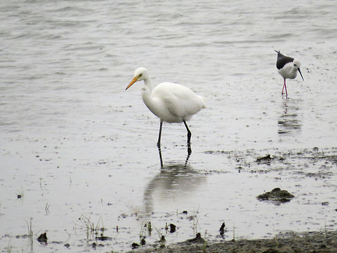 Intermediate Egret & Black-winged Stilt in Analaitivu, Jaffna, Sri Lanka  Black-winged Stilt,Egret,Geotagged,Intermediate Egret,Mesophoyx intermedia,Sri Lanka