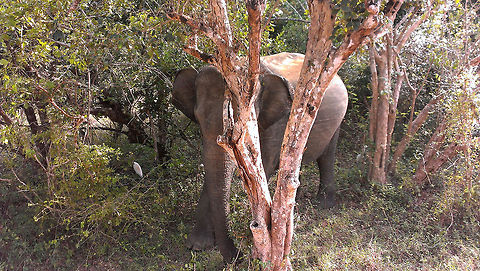 Sri Lankan Elephant  Asian elephant,Elephant,Elephas maximus,Elephas maximus maximus,Geotagged,Sri Lanka,Sri Lankan elephant