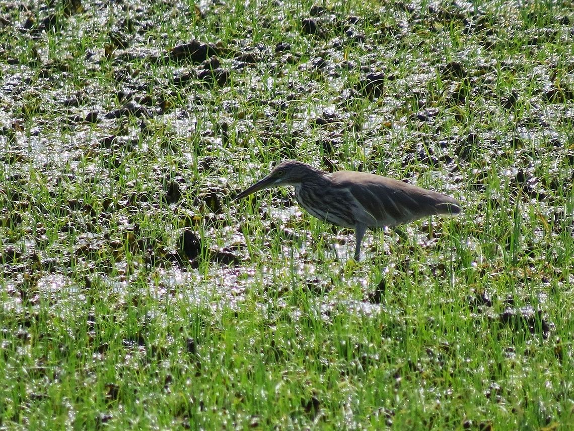 Indian Pond Heron in Analaitivu, jaffna, Sri Lanka.                Ardeola grayii,BIttern,Geotagged,Indian Pond Heron,Ixobrychus sinensis,Sri Lanka,Yellow Bittern