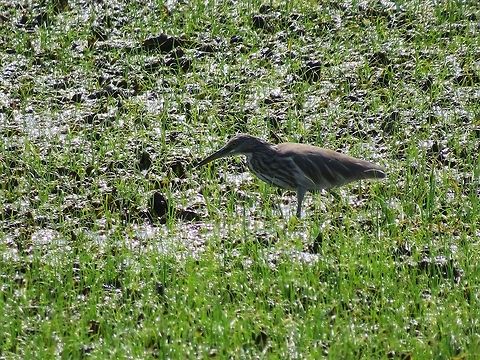 Indian Pond Heron in Analaitivu, jaffna, Sri Lanka.                Ardeola grayii,BIttern,Geotagged,Indian Pond Heron,Ixobrychus sinensis,Sri Lanka,Yellow Bittern
