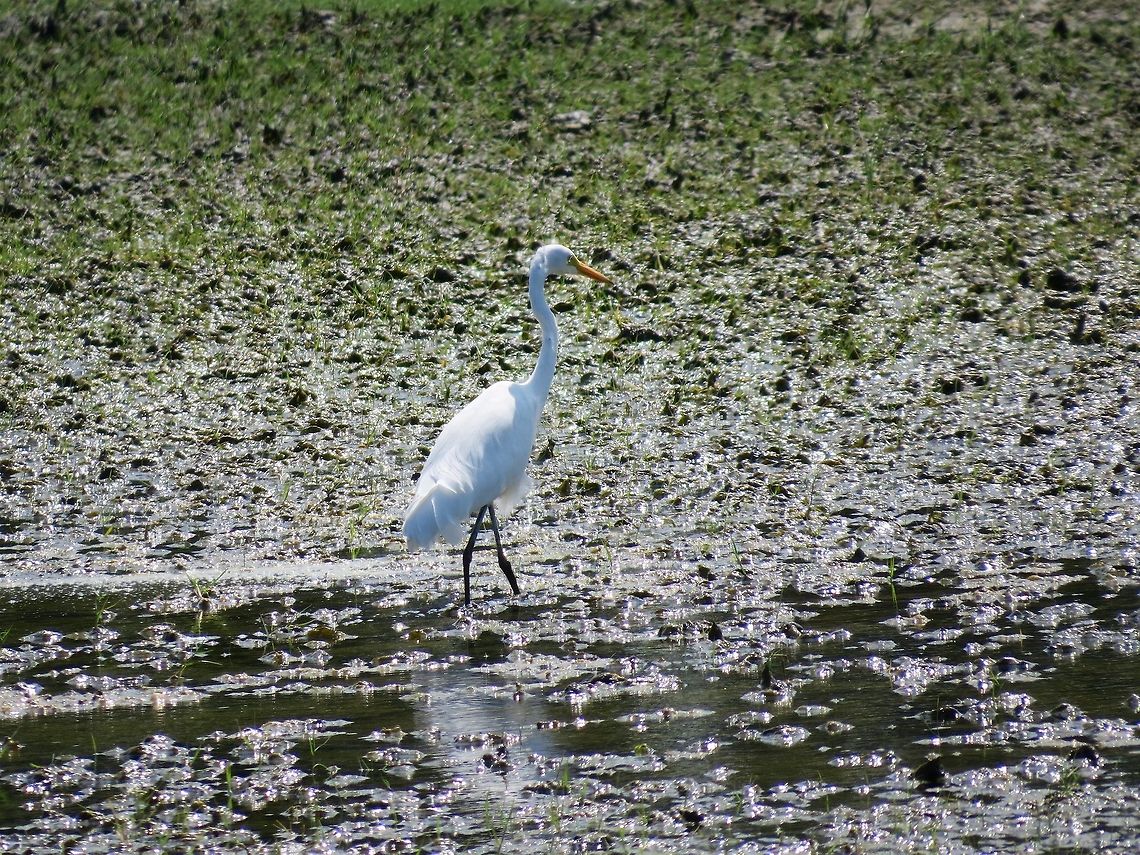 Intermediate Egret                                 Geotagged,Intermediate Egret,Mesophoyx intermedia,Sri Lanka
