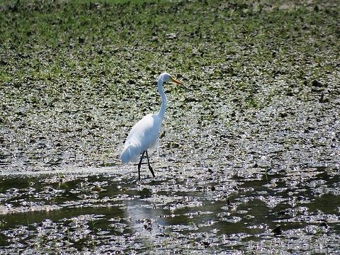 Intermediate Egret                                 Geotagged,Intermediate Egret,Mesophoyx intermedia,Sri Lanka