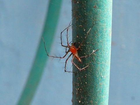Grass Spider Please help me to identify this grass spider.                                Geotagged,Spider,Sri Lanka