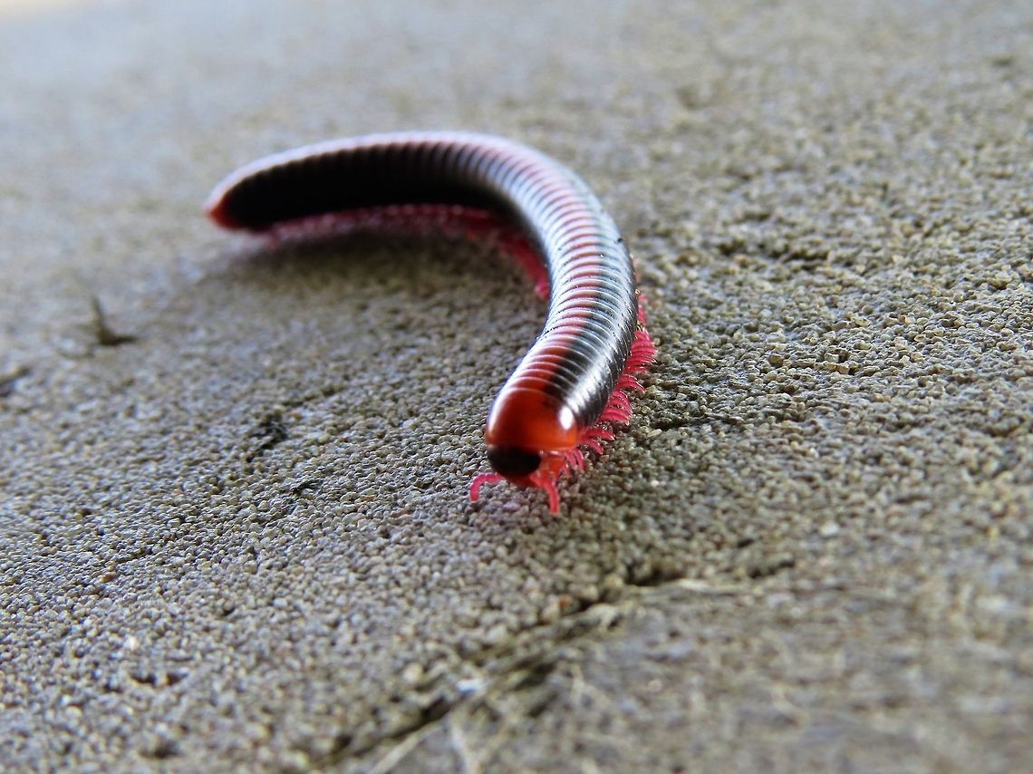 Red Millipede A very common one in Sri Lanka. We can see this millipede in the backyard after rain or during the monsoon season. Bit different than the &quot;Fire Millipede&quot;. Geotagged,Millipede,Red Millipede,Sri Lanka