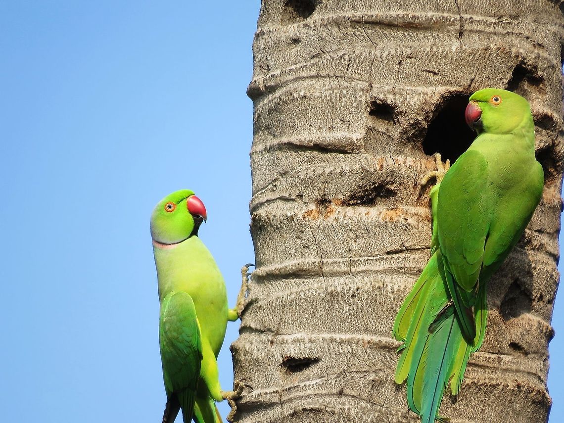 Rose-ringed Parakeet Found in costal areas of Sri Lanka.                                Geotagged,Parakeet,Psittacula krameri,Rose-ringed Parakeet,Sri Lanka