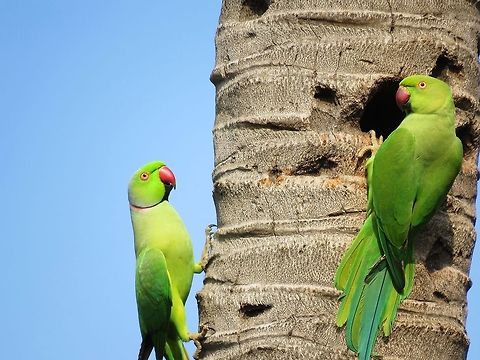 Rose-ringed Parakeet Found in costal areas of Sri Lanka.                                Geotagged,Parakeet,Psittacula krameri,Rose-ringed Parakeet,Sri Lanka