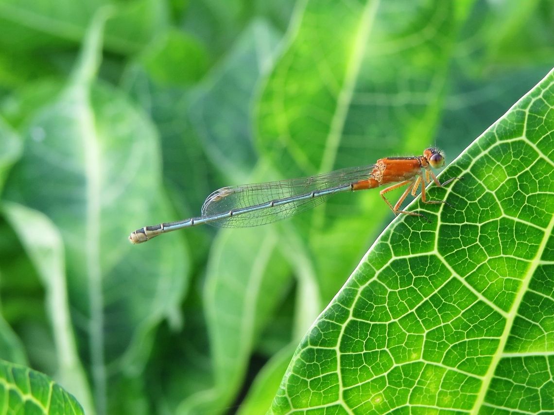 The Ischnura senegalensis  Geotagged,Ischnura senegalensis,Orange Damselfly,Sri Lanka,damselfly