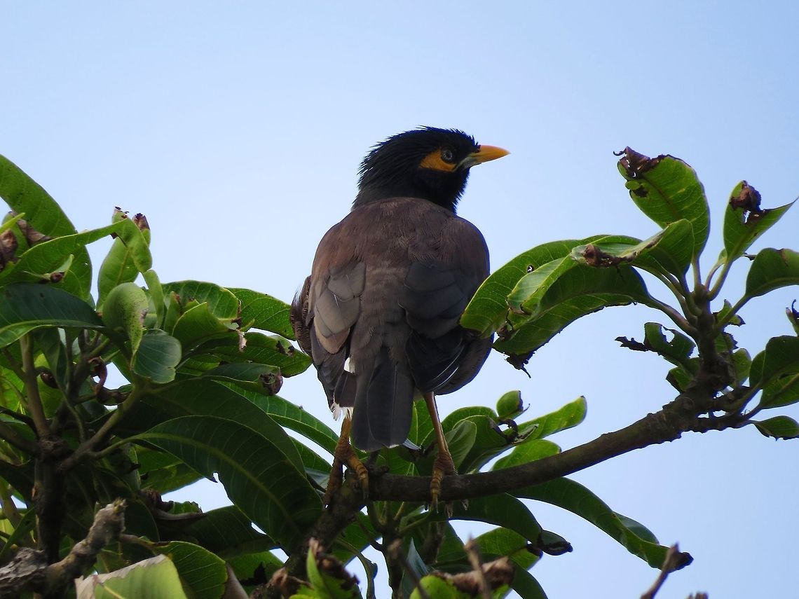 Common Myna Do you know, common myna can turns it head to 180 degree?  Acridotheres tristis,Common Myna,Geotagged,Myna,Sri Lanka
