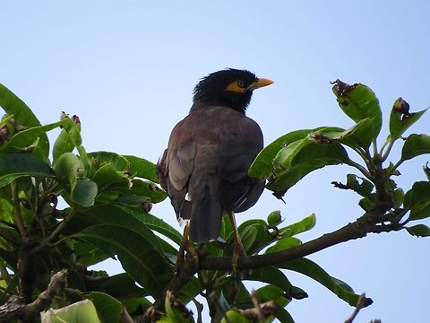 Common Myna Do you know, common myna can turns it head to 180 degree?  Acridotheres tristis,Common Myna,Geotagged,Myna,Sri Lanka