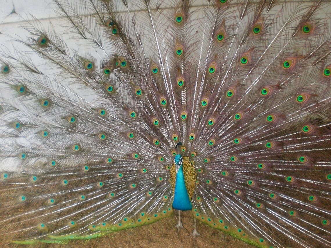 The Blue Peakcock. The blue peacock commonly found in Sri Lanka and India. Green peacocks usually found in southeast Asia. Blue Peacock,Geotagged,Indian Peacock,Indian Peafowl,Pavo cristatus,Peacock,Sri Lanka,Sri Lankan Peacock