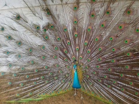 The Blue Peakcock. The blue peacock commonly found in Sri Lanka and India. Green peacocks usually found in southeast Asia. Blue Peacock,Geotagged,Indian Peacock,Indian Peafowl,Pavo cristatus,Peacock,Sri Lanka,Sri Lankan Peacock