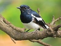 Oriental Magpie-Robin                                 Copsychus saularis,Geotagged,Oriental Magpie-Robin,Sri Lanka