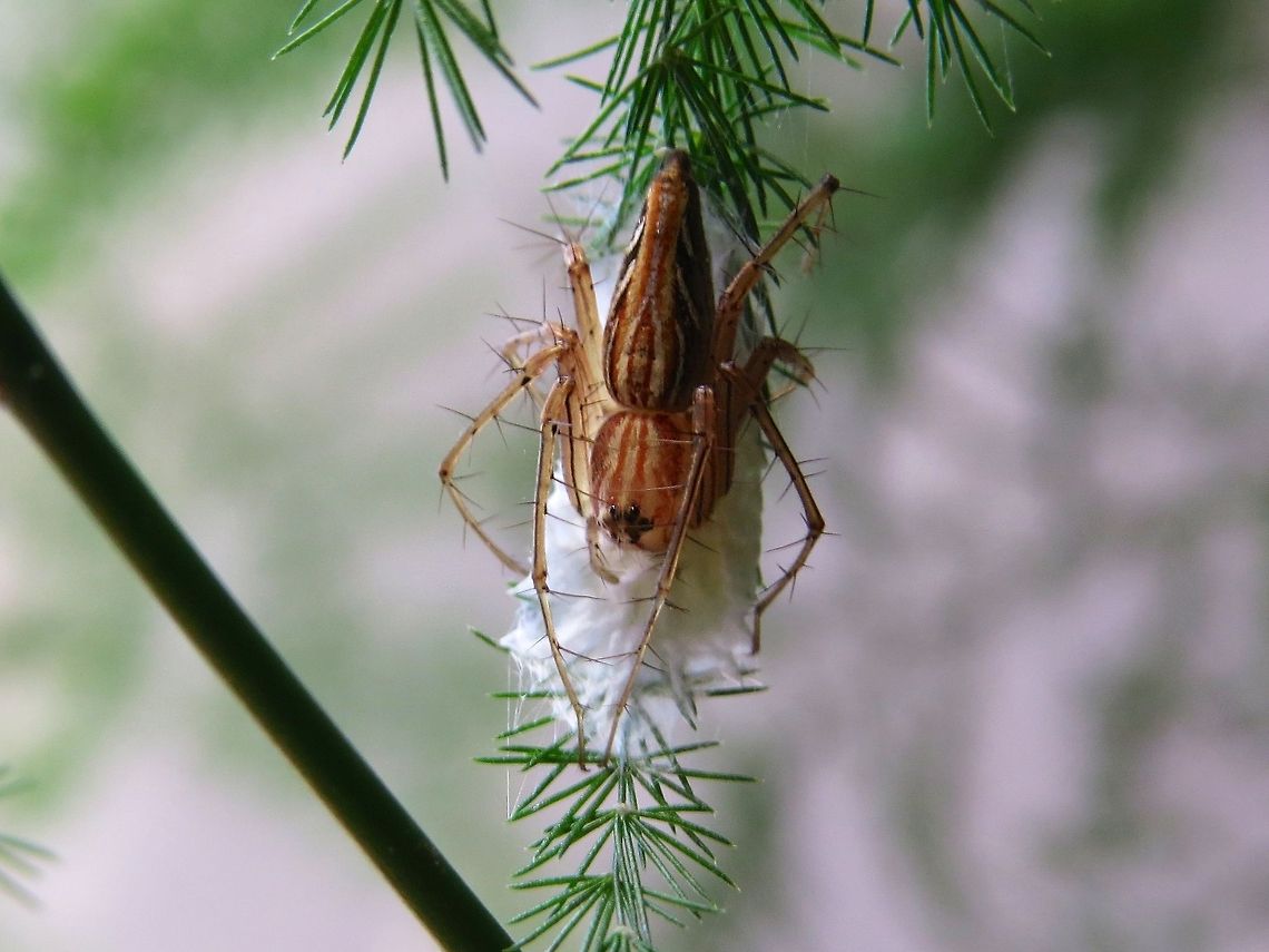 Spider - Protecting Eggs A Lynx spider (Oxyopes javanus) Geotagged,Hobo spider,Lynx spider,Oxyopes javanus,Spider,Sri Lanka,Tegenaria agrestis