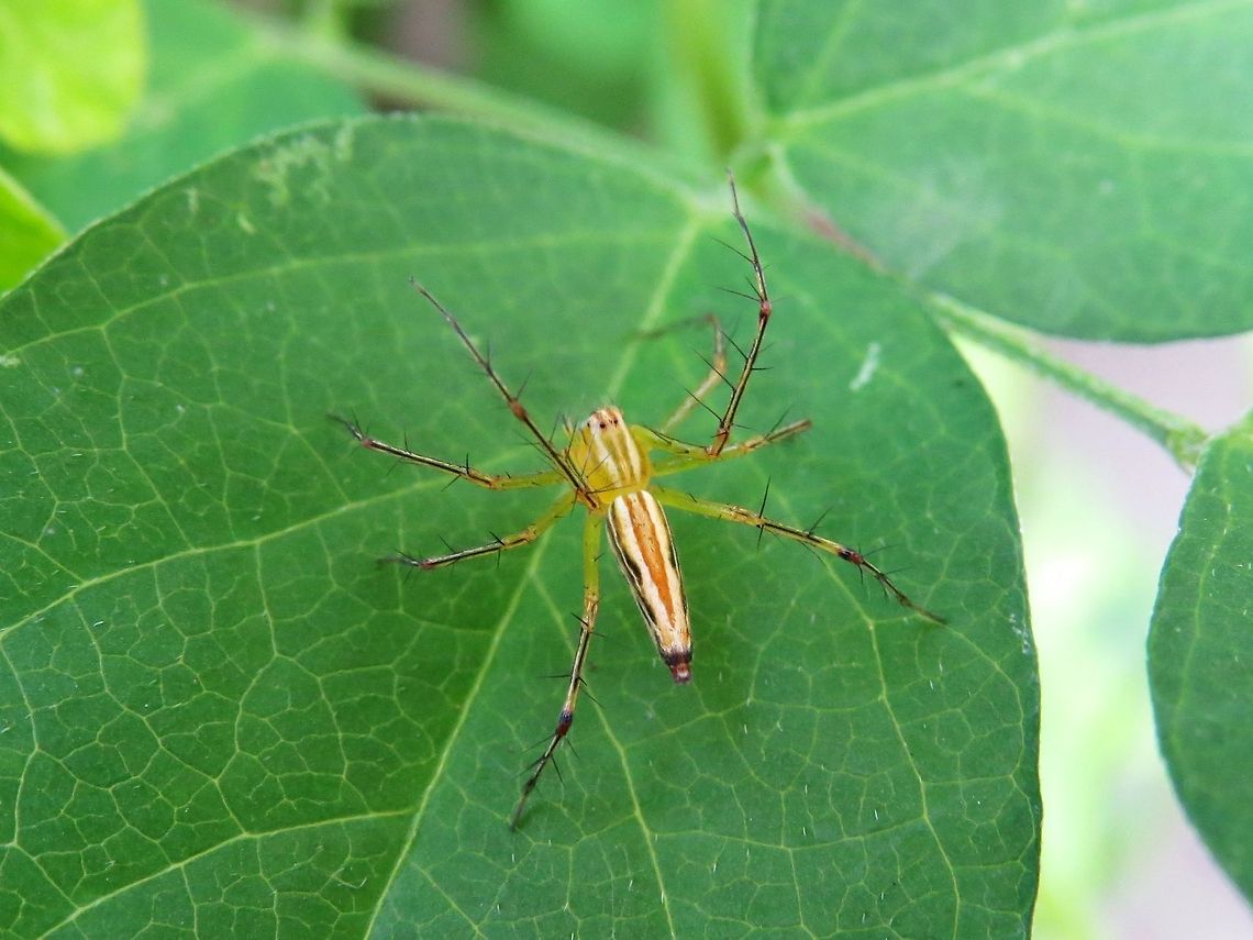 Burmese Lynx Spider                                 Geotagged,Lynx spider,Oxyopes birmanicus,Sri Lanka