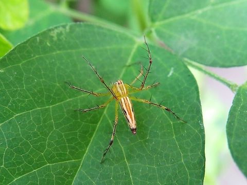 Burmese Lynx Spider                                 Geotagged,Lynx spider,Oxyopes birmanicus,Sri Lanka