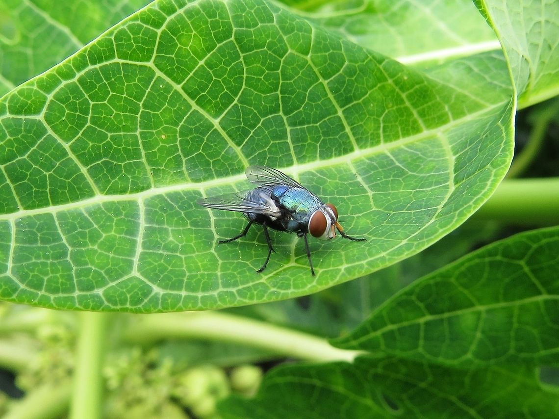 The Blue bottle fly It is not a common fly here in Sri Lanka. usually found on leaves. Blue bottle fly,Calliphora vomitoria