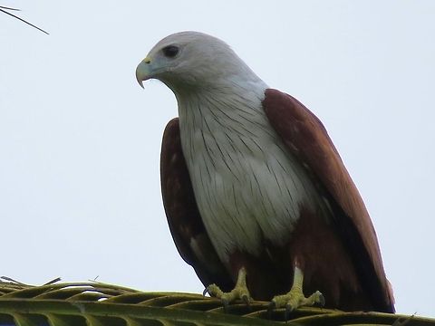 Brahminy Kite                                 Brahminy Kite,Haliastur indus,Sri Lanka
