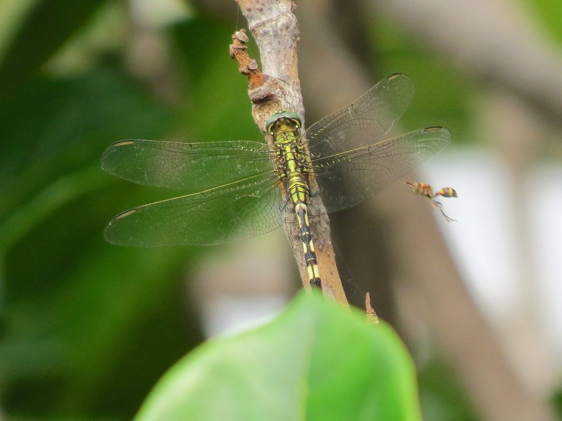 Golden-ringed Dragonfly Photopombing Orange Wasp Dragonfly,Geotagged,Orthetrum sabina,Sri Lanka