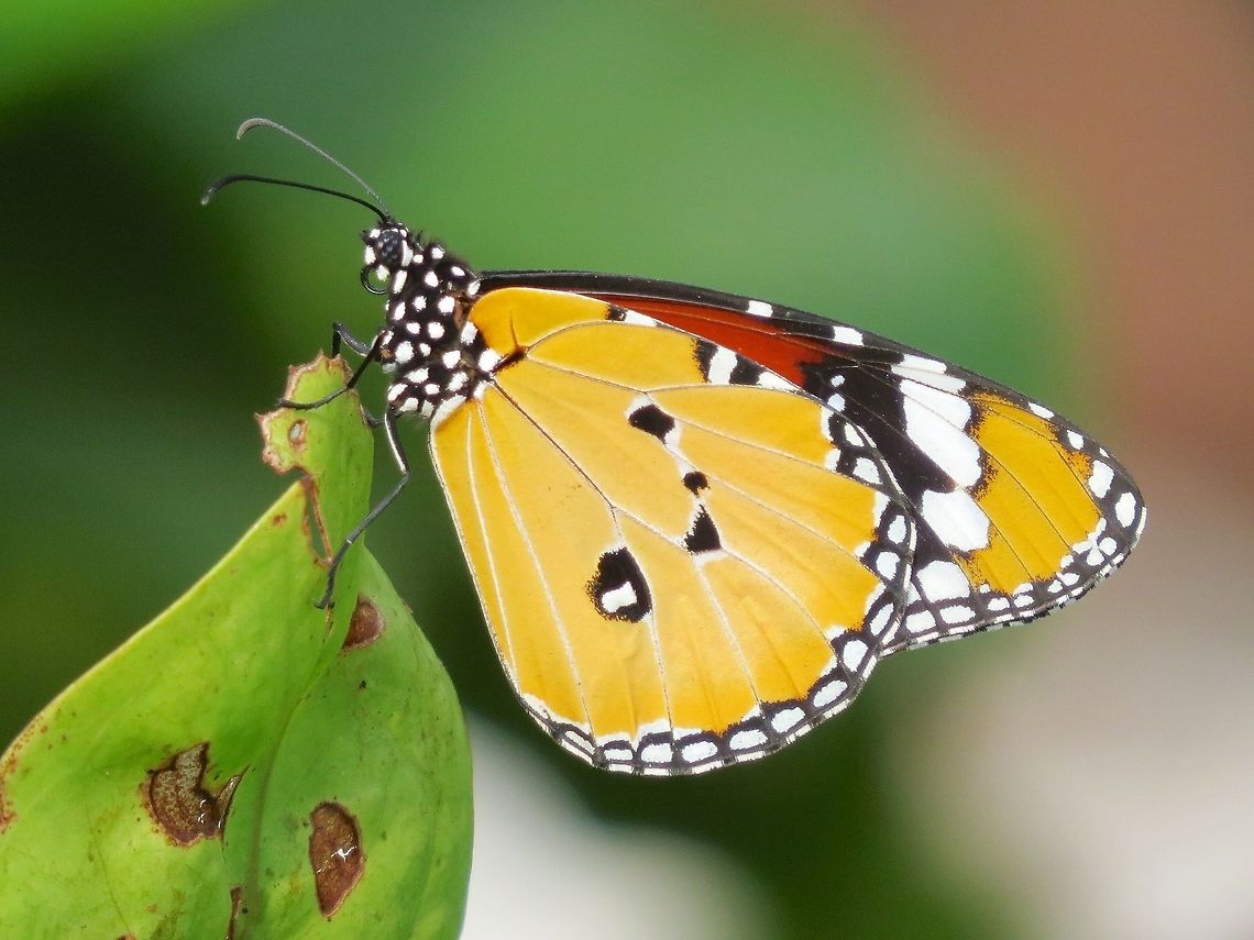 Plain Tiger (Danaus chrysippus)                                 African Monarch,Butterfly,Danaus chrysippus,Geotagged,Plain Tiger,Sri Lanka