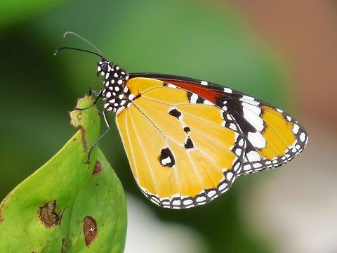 Plain Tiger (Danaus chrysippus)                                 African Monarch,Butterfly,Danaus chrysippus,Geotagged,Plain Tiger,Sri Lanka