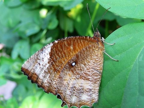 Common Palmfly (Elymnias hypermnestra) The Common Palmfly, Elymnias hypermnestra, is a species of satyrid butterfly found in south Asia. Butterfly,Common Palmfly,Elymnias hypermnestra,Geotagged,Sri Lanka
