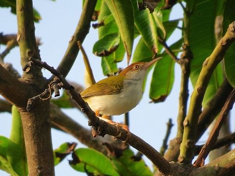 Common Tailorbird                                 Common Tailorbird,Geotagged,Orthotomus sutorius,Sri Lanka,Tailorbird