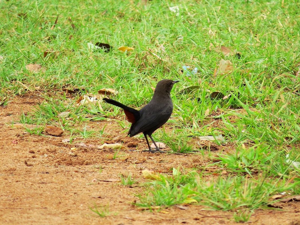 Indian Robin  Geotagged,Indian Robin,Saxicoloides fulicatus,Sri Lanka