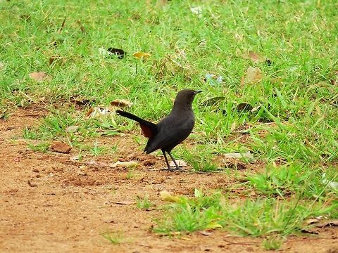 Indian Robin  Geotagged,Indian Robin,Saxicoloides fulicatus,Sri Lanka
