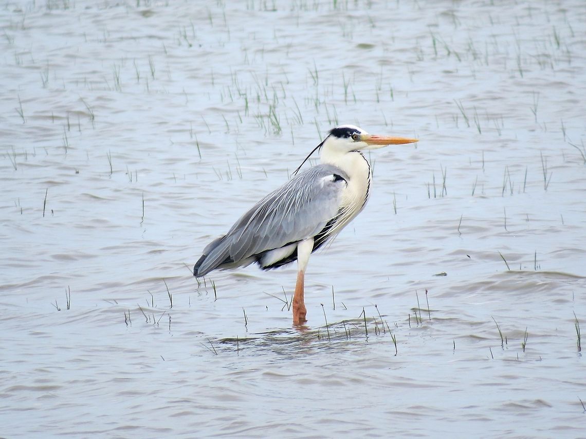 Grey Heron (Ardea cinerea) with neck retracted  Ardea cinerea,Geotagged,Grey Heron,Sri Lanka