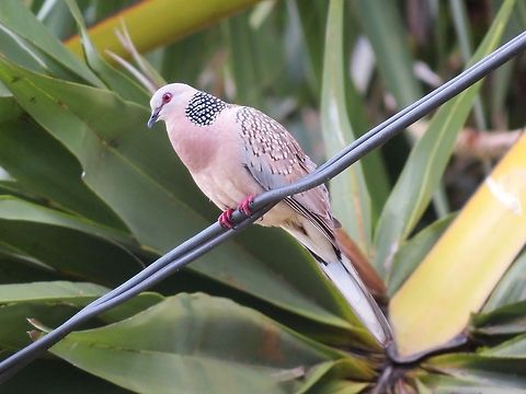 Spotted Dove                                 Dove,Geotagged,Spilopelia chinensis,Spotted Dove,Sri Lanka
