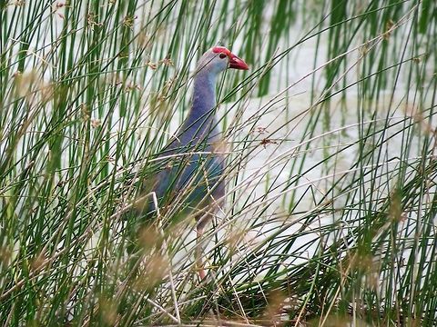 Purple Swamphen                                 Geotagged,Porphyrio porphyrio,Purple Swamphen,Sri Lanka,Swamphen