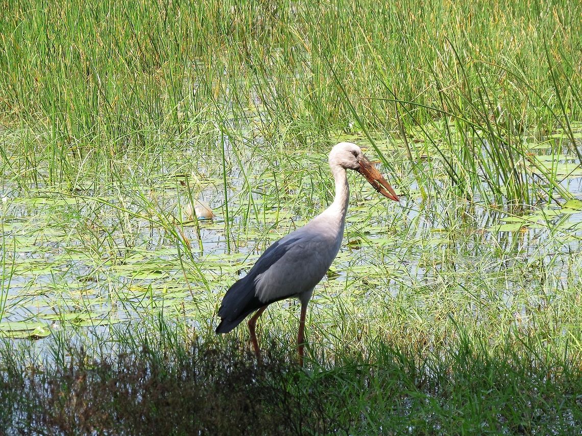 Asian Openbill Stork Do you see the gap in the closed mandibles? the reason is unknown.  Anastomus oscitans,Asian Openbill,Geotagged,Openbill Stork,Sri Lanka
