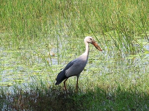 Asian Openbill Stork Do you see the gap in the closed mandibles? the reason is unknown.  Anastomus oscitans,Asian Openbill,Geotagged,Openbill Stork,Sri Lanka