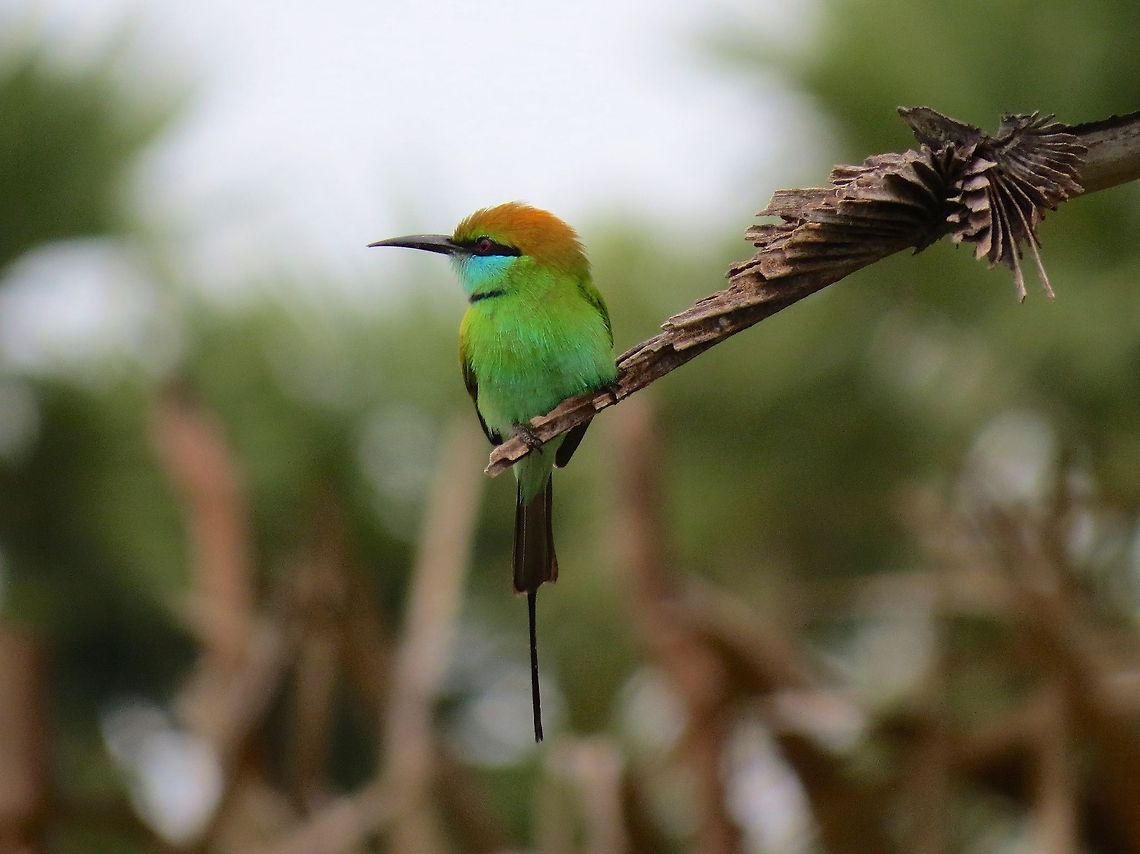 Green Bee-Eater Very beautiful small bird. Bee-Eater,Geotagged,Green Bee-Eater,Green Bee-eater,Merops orientalis,Sri Lanka