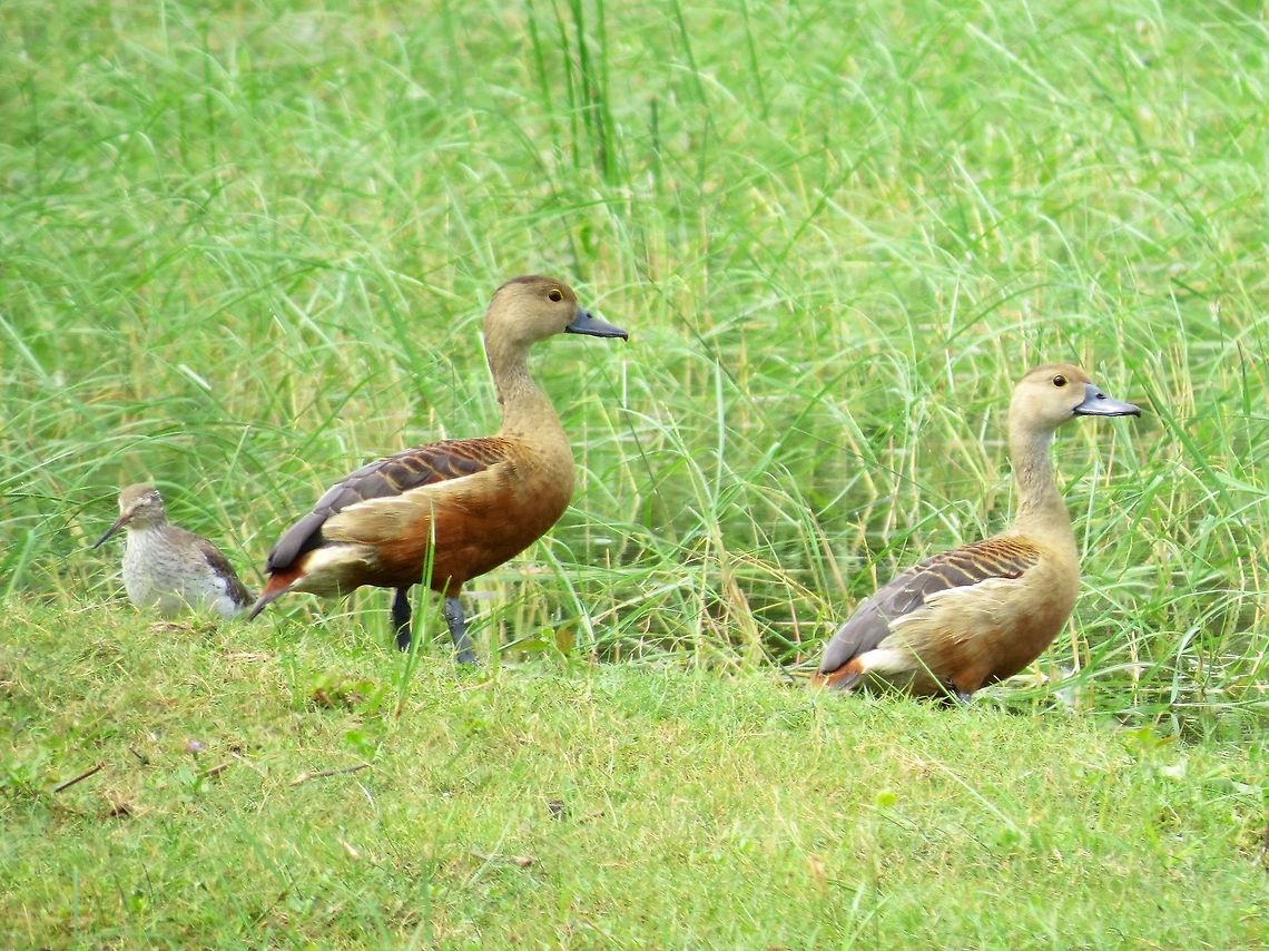 Lesser Whistling Ducks Also called  Lesser Whistling Teal. These birds make a constant whistling sound &quot;whi-whee&quot; usually while flying                          Dendrocygna javanica,Duck,Geotagged,Lesser Whistling Duck,Lesser Whistling Ducks,Sri Lanka