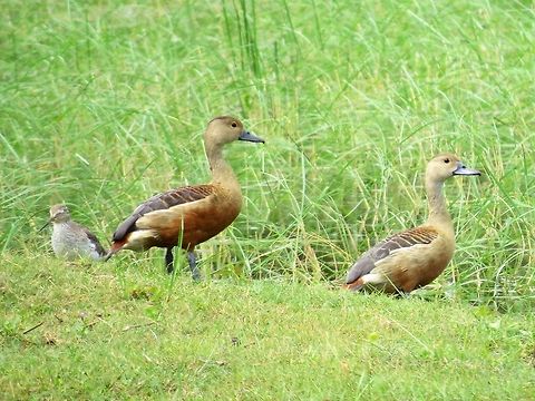 Lesser Whistling Ducks Also called  Lesser Whistling Teal. These birds make a constant whistling sound "whi-whee" usually while flying                          Dendrocygna javanica,Duck,Geotagged,Lesser Whistling Duck,Lesser Whistling Ducks,Sri Lanka