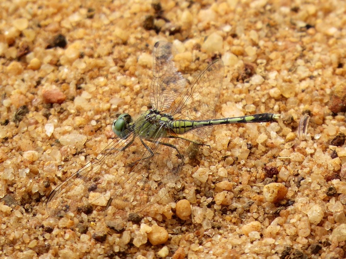 Ground Skimmer (Female)  Diplacodes trivialis,Dragonfly,Geotagged,Ground Skimmer,Sri Lanka