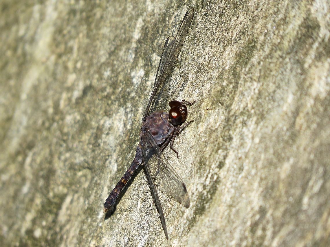 Black Stream Glider Please correct me if i am wrong in identifying this species. Black Stream Glider,Dragonfly,Geotagged,Sri Lanka,Trithemis festiva
